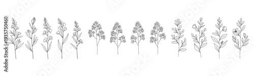 Detailed botanical line art of various flower stems and leaves