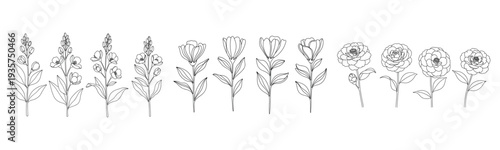 Black and white floral line art of various flower stems with leaves