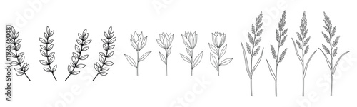Elegant botanical sketches of various plant stems and leaves