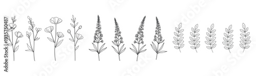 Black and white botanical line art of wildflowers and leaf stems