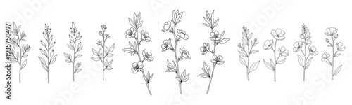 Botanical line art: collection of detailed floral illustrations displaying various stems and blooms