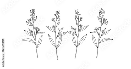 Line art botanical illustration of four stylized plant stems