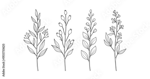 Black and white botanical line art of four different plant stems