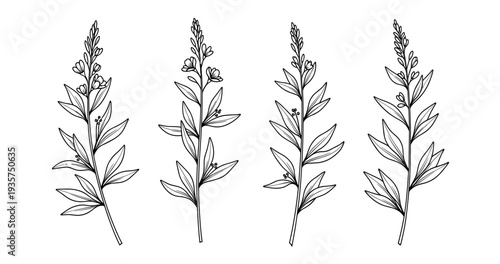 Detailed black and white botanical illustration of lavender stems