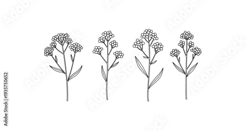Monochrome floral outline: minimalist botanical illustration with four stems