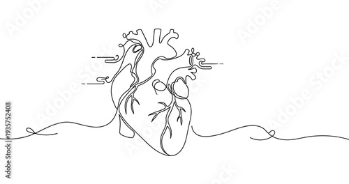 Continuous line drawing of human heart with flowing lines, no editable stroke