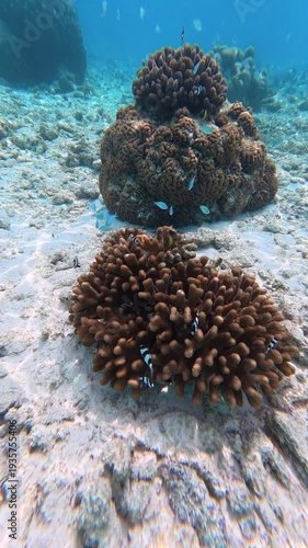 Wallpaper Mural Small tropical fish swimming around healthy coral reef in shallow water Torontodigital.ca