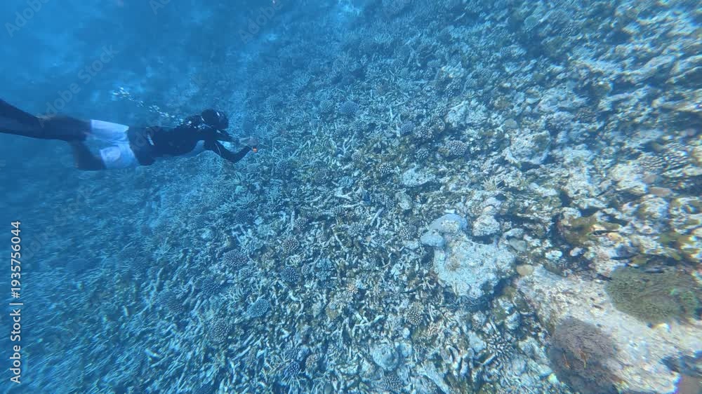 custom made wallpaper toronto digitalFree diver descending into the deep blue ocean over sandy seabed