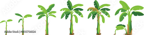 Banana plant growth stages from sprout to mature tree with fruit bunch, tropical agriculture lifecycle illustration, botanical development vector sequence