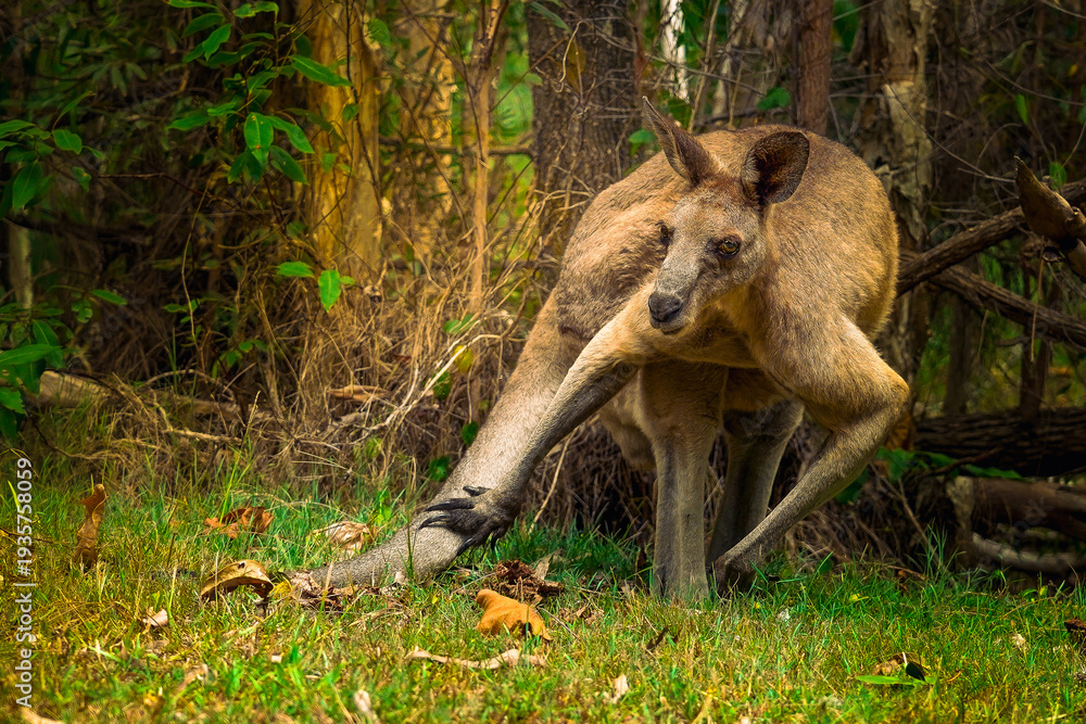 Obraz premium kangaroo in the wild
