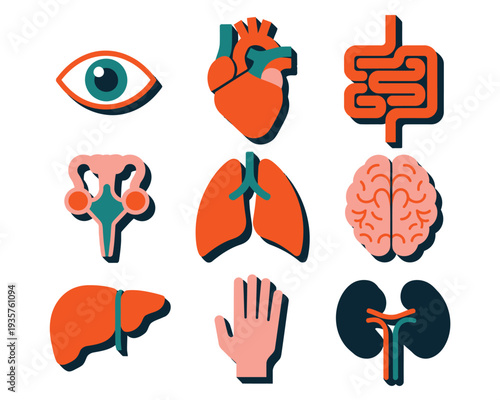 Collection of nine stylized human internal organs displayed against a white.
