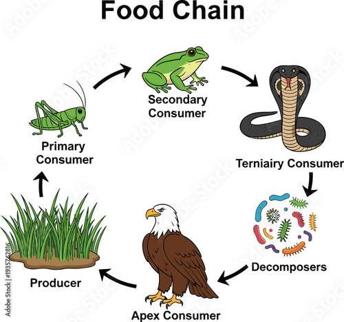 Educational biology diagram showing a food chain with producer primary secondary tertiary and apex consumers plus decomposers cycle