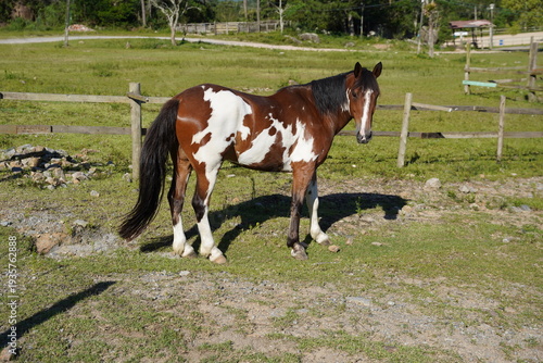 Cavalo no Pasto Verde Paisagem Animais