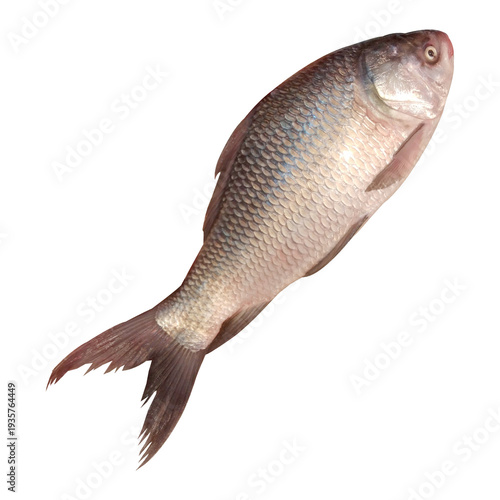 Wallpaper Mural Catla Fish Stock Photo Torontodigital.ca