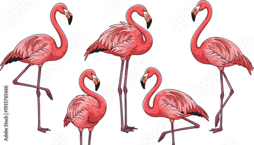 Pink flamingo bird set, tropical flamingo poses, exotic wildlife illustration, standing flamingo characters, elegant long leg birds, colorful vector collection design