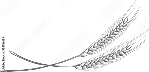 Raw crop ears crossed. Natural organic plant