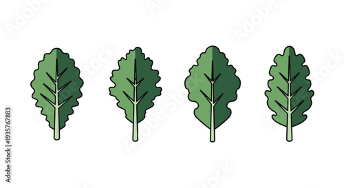 Kale Line art vector set clean bright color illustration