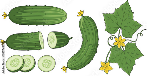 Fresh cucumber whole sliced and plant vine vector illustration set