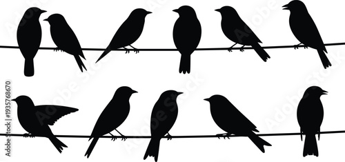 Bird silhouette artwork collection, perched avian illustration, wildlife nature graphic, black decorative design, flying motion pattern, artistic animal background