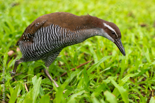 Foto Guam rail