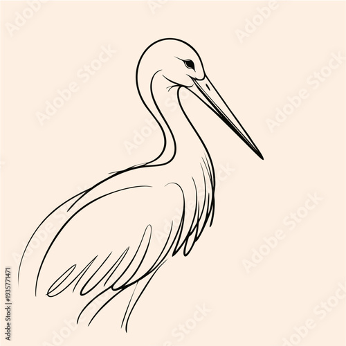 A white pelican vector illustration featuring a wild bird with a long beak and soft feathers isolated on a white background for nature and wildlife designs