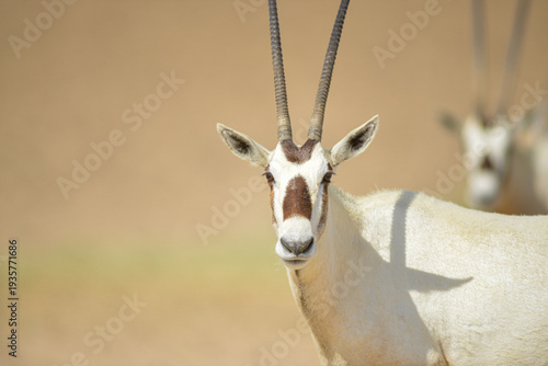 Obraz na plátně Arabian oryx