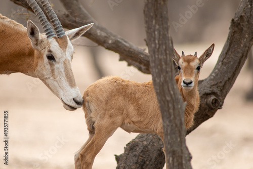 Quadro em tela scimitar oryx