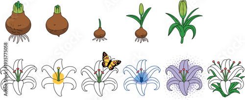 Lily flower growth stages from bulb to blooming blossom, botanical life cycle sequence, garden plant development illustration, colorful vector set