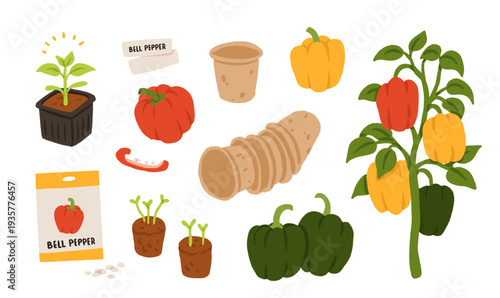 Bell pepper growing stages and varieties set with red, yellow and green capsicum, seedlings, seeds and plant on vine. Flat vector illustration of organic gardening and harvest collection