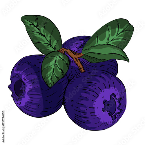 Organic forest blueberry illustration, vibrant summer berry for food packaging.
