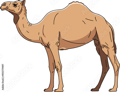 Vector illustration of a dromedary camel with one hump standing isolated on white background for desert wildlife design