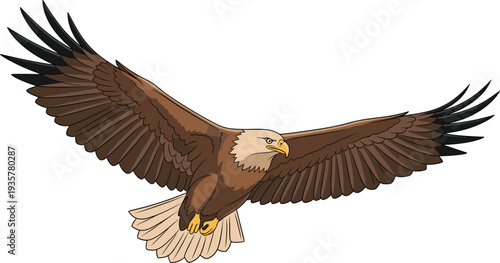Bald eagle flying with spread wings majestic bird of prey vector illustration