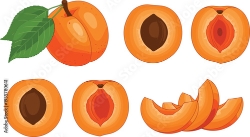 Apricot fruit whole and sliced with seed and slices vector illustration isolated set