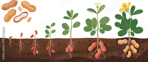 Peanut plant life cycle diagram, seed germination sprout flowering and underground peanut development stages agricultural growth educational vector illustration