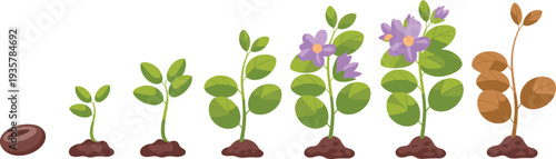 Plant life cycle stages from seed to flowering and withering, botanical growth process illustration, seasonal development sequence, educational vector set