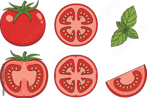 Tomato whole sliced with basil leaves fresh vegetable vector illustration set