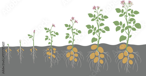Potato plant life cycle diagram, seed sprout growth flowering and tuber development stages underground potato roots agricultural infographic vector illustration