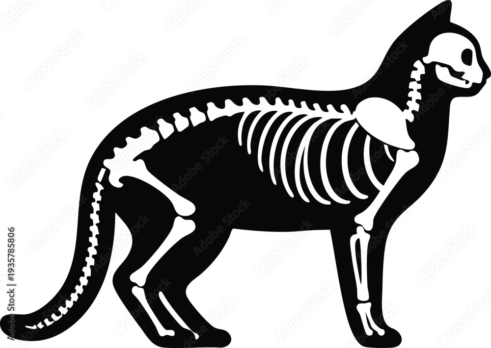 Obraz premium Cat skeleton silhouette vector illustration x-ray style graphic isolated on a white background