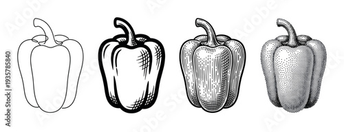 Set of four bell pepper illustrations demonstrating different artistic styles from minimalist fine line and bold graphic ink to vintage woodcut and stippled dotwork