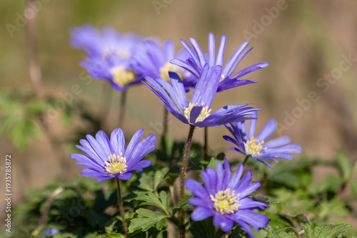 Balkan windflowers (Anemone blanda) in full bloom in front of a blurred background