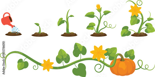 Pumpkin growth stages from watering seed to sprout, flowering vine and ripe pumpkin, cute gardening lifecycle cartoon vector illustration isolated on white background