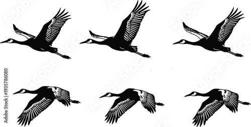 Flying duck silhouette set with detailed wings in different flight positions black vector illustration isolated on white background for wildlife and hunting design