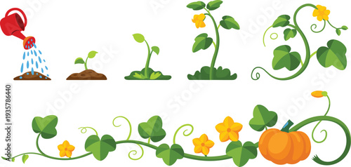 Pumpkin plant growth stages from seed watering to flowering vine and ripe pumpkin, gardening lifecycle cartoon vector illustration isolated on white background
