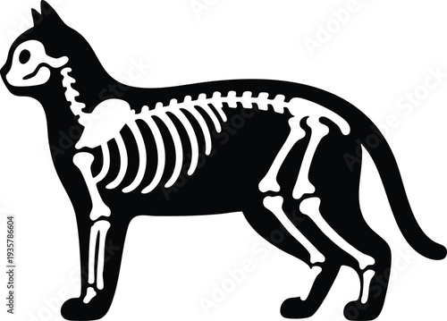 Cat skeleton silhouette vector illustration x-ray style graphic isolated on a white background