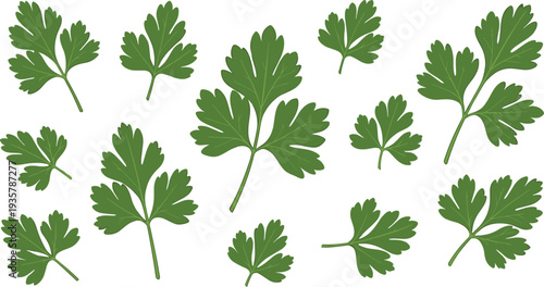 Parsley leaves herb collection fresh green kitchen ingredient vector illustration