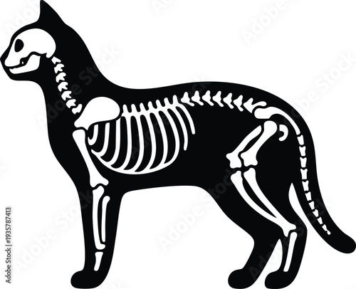 Cat skeleton silhouette vector illustration x-ray style graphic isolated on a white background