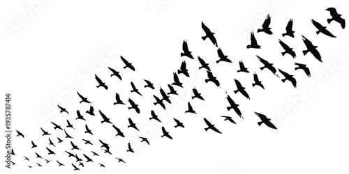A flock of birds in silhouette, rendered as a crisp, vector graphic illustration.