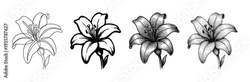 Set of four lily flower illustrations showcasing different artistic techniques like continuous line art, bold stencil, vintage engraving, and modern stippling in a monochrome palette