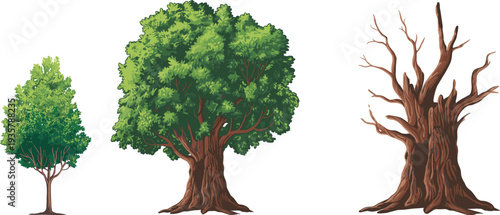Tree growth stages illustration, young green tree to old dead trunk lifecycle concept, forest plant evolution vector set isolated