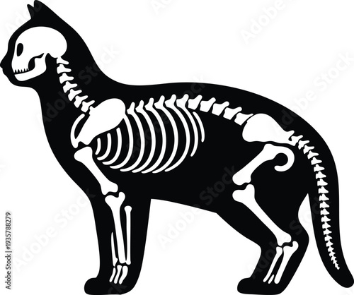 Cat skeleton silhouette vector illustration x-ray style graphic isolated on a white background